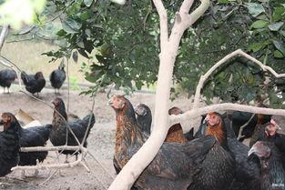 放养鸡视频,自由漫步的田园乐章