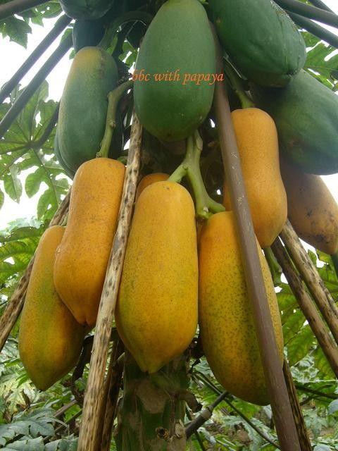 木瓜视频大全,海量精彩内容，一网打尽！