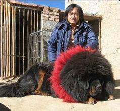 老虎咬死藏獒视频播放,老虎与藏獒生死对决，震撼视频曝光