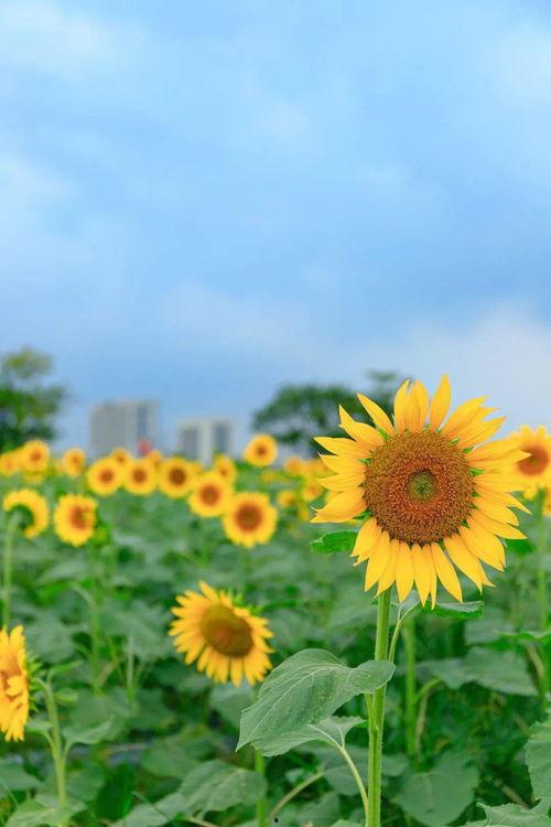 青草视频精品线观看视频,精彩瞬间回顾
