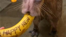 解剖鱼视频,解剖视频深度解析