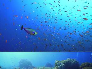 动物世界小鱼视频,小鱼世界的欢乐时光