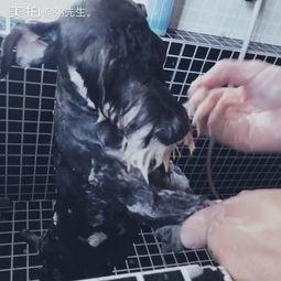 雪纳瑞修毛视频,轻松打造萌宠风采